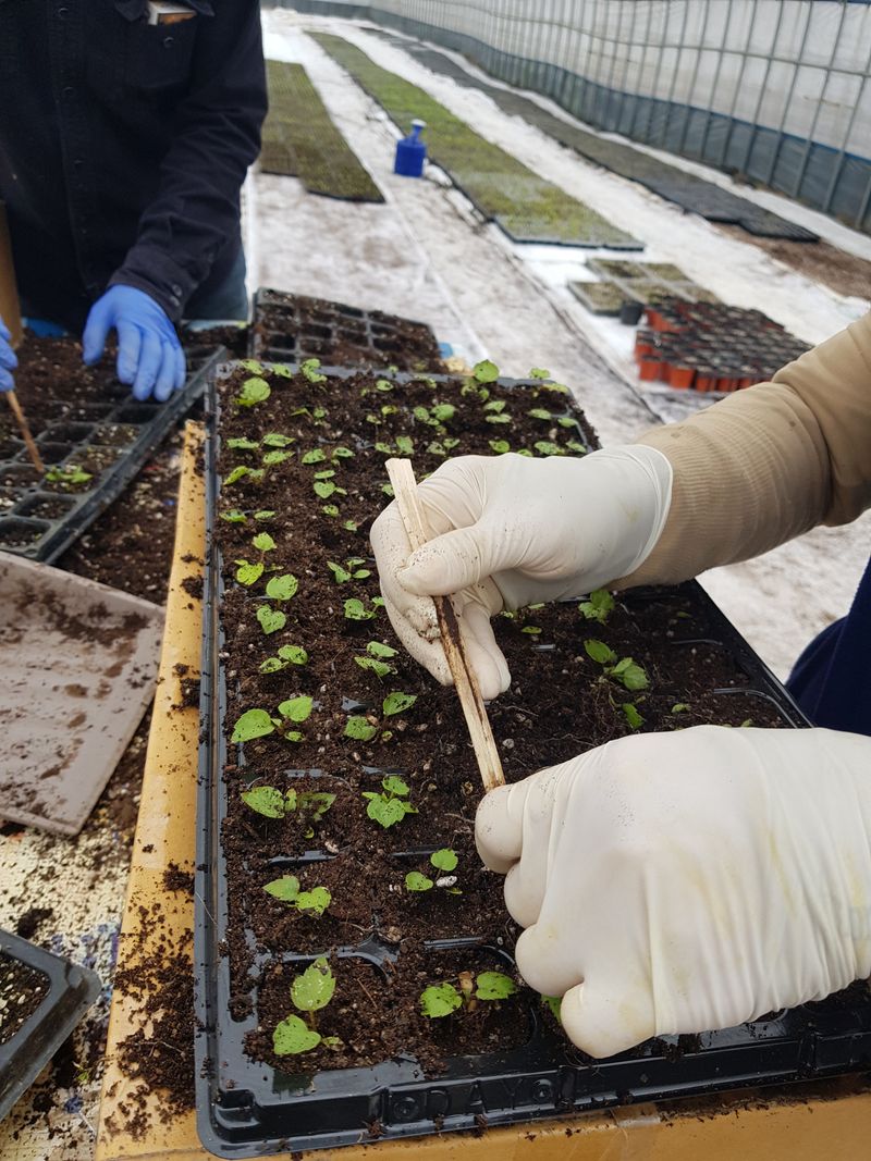 오아성님의 장터 판매 상품 [야생땅두릅모종/신구두릅/민엄나무.민두릅/] 첨부 사진