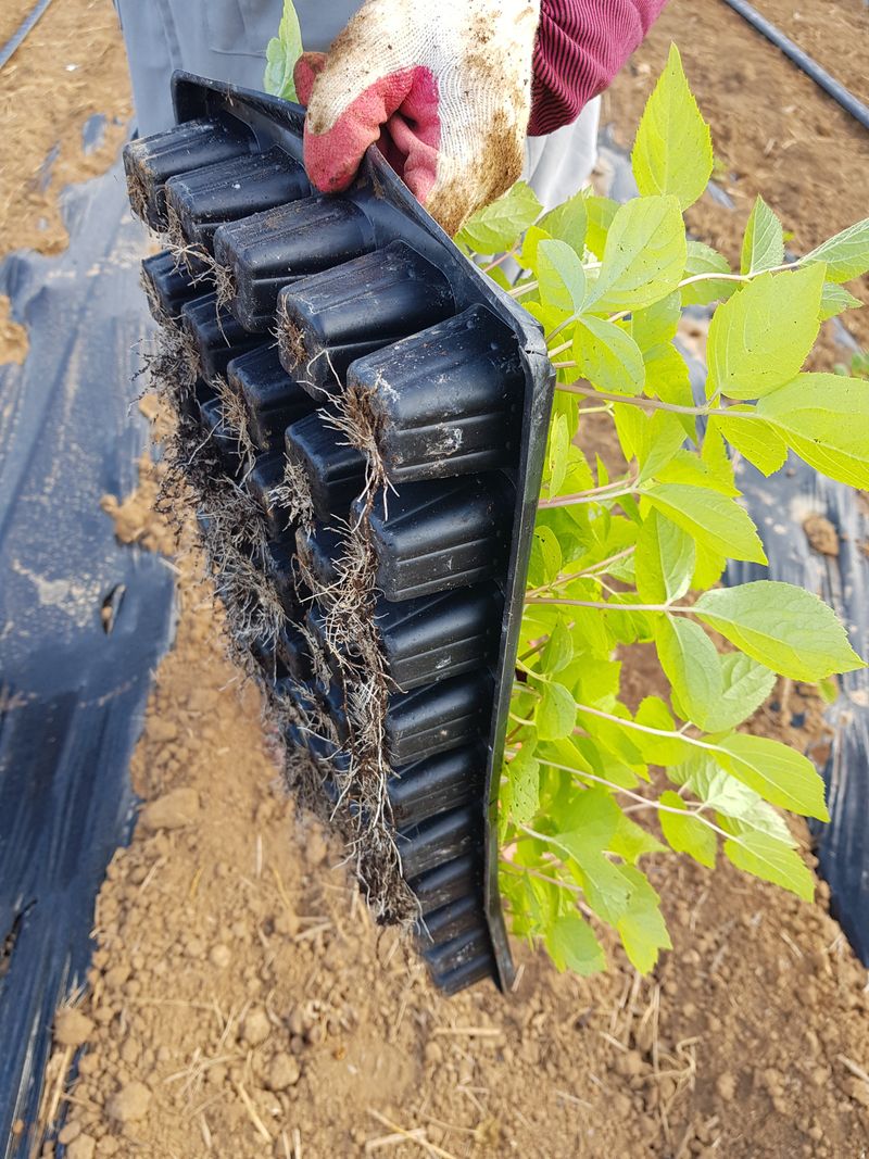 오아성님의 장터 판매 상품 [야생땅두릅모종/신구두릅/민엄나무.민두릅/] 첨부 사진