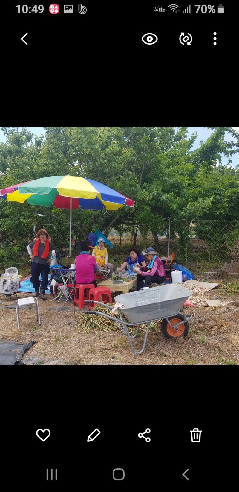 오아성님의 장터 판매 상품 [야생땅두릅모종/신구두릅/민엄나무.민두릅/] 첨부 사진