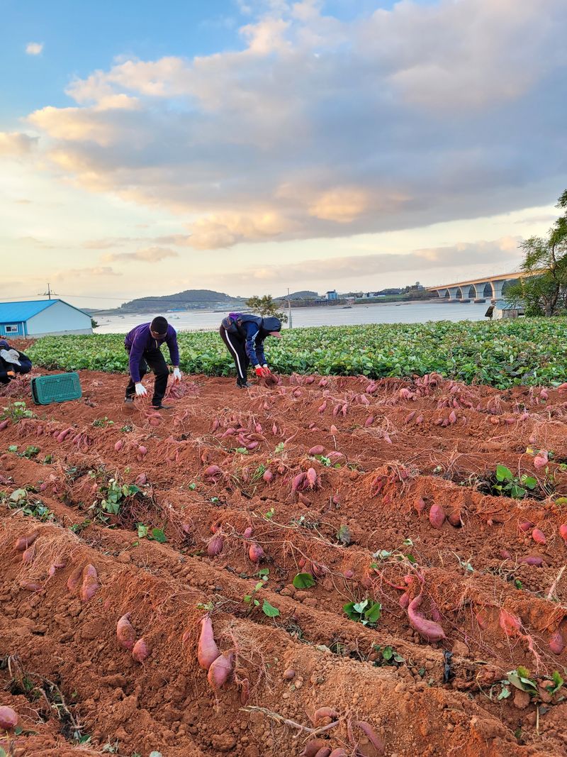 무안선유농원님의 장터 판매 상품 [꿀보장 베니하루카 꿀고구마 10kg] 첨부 사진