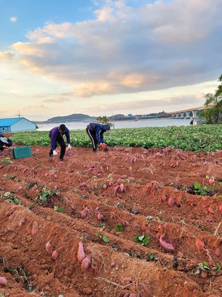 무안선유농원님의 작성글 사진