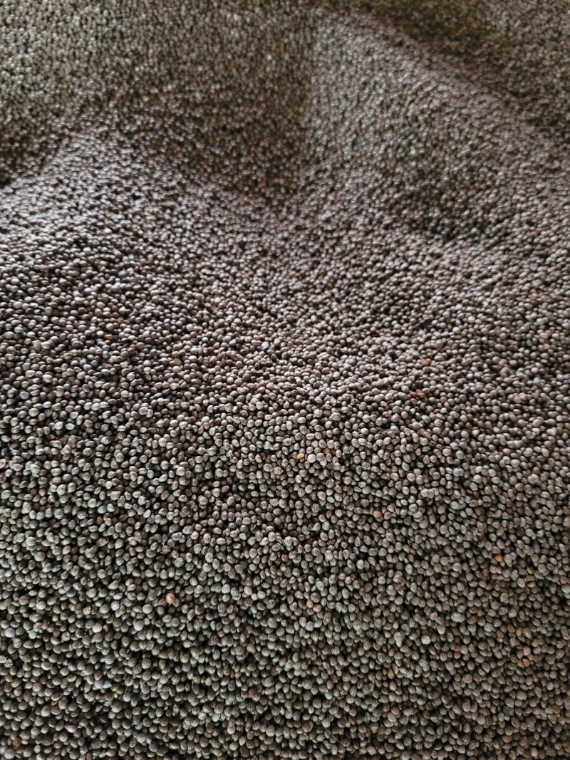 윤인석님의 장터 판매 상품 [들깨 ] 첨부 사진