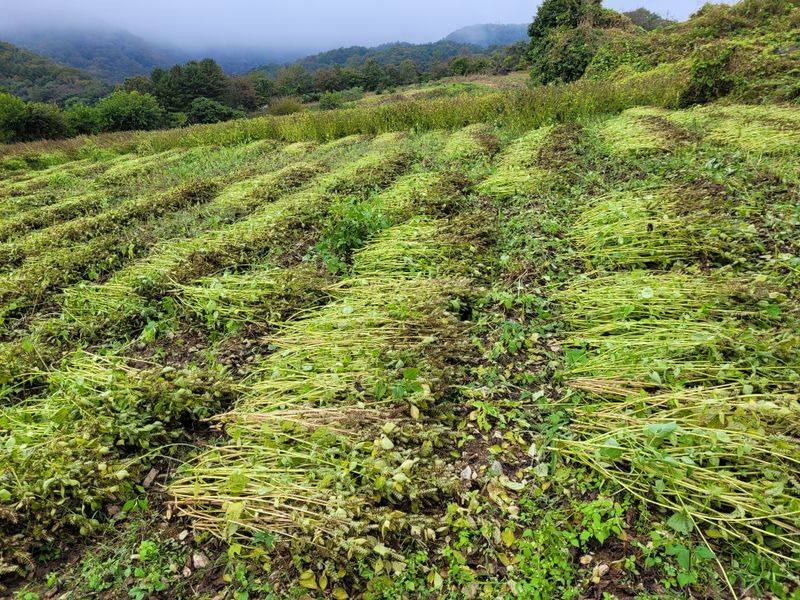 윤인석님의 장터 판매 상품 [들깨 ] 첨부 사진