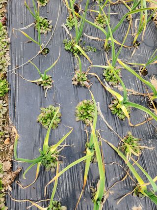 박숙자님의 마늘 · 제초 작성글 사진