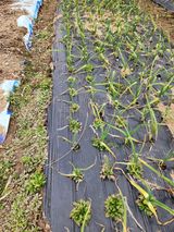 팜모닝 마늘·제초 게시글 이미지