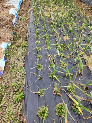 박숙자님의 마늘 · 제초 작성글 사진