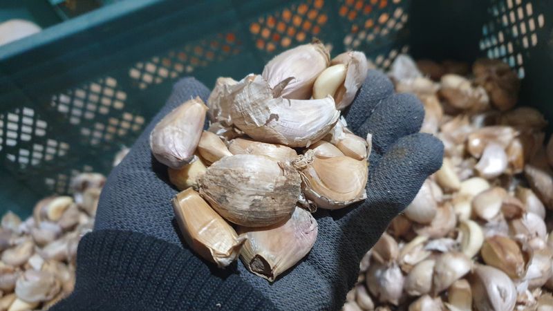 장터 상품 [[품절]유황대서마늘 쪽마늘 2kg] 썸네일