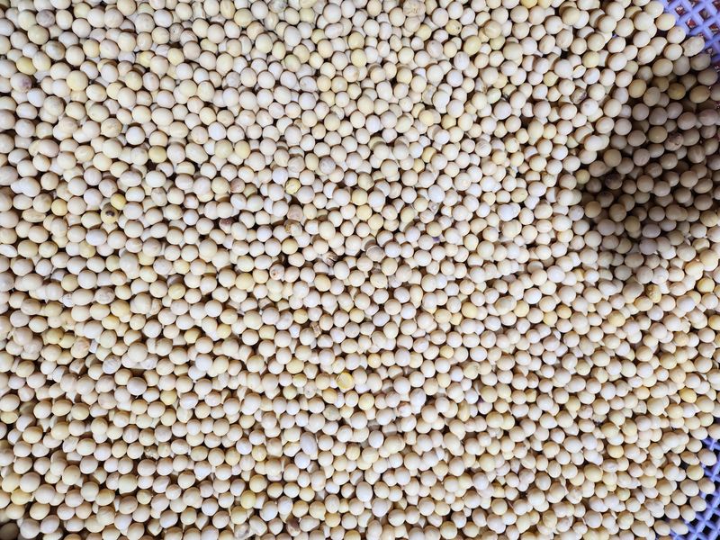 조일현님의 장터 판매 상품 [종자용메주콩 (10kg)] 첨부 사진