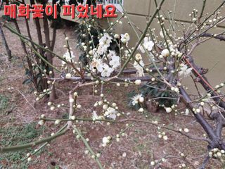 이수만님의 기타작물 · 자유게시판 작성글 사진