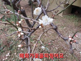 이수만님의 기타작물 · 자유게시판 작성글 사진