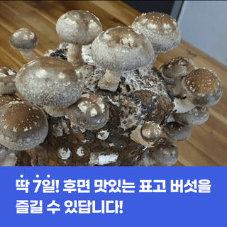 팜모닝님의 팜모닝공식 · 혜택 작성글 사진