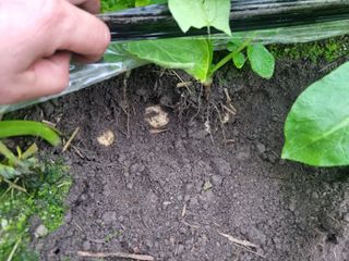 대박인상님의 감자 · 자유게시판 작성글 사진