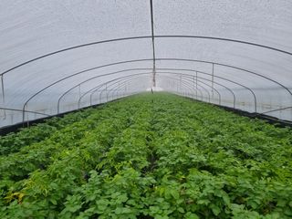 대박인상님의 감자 · 자유게시판 작성글 사진