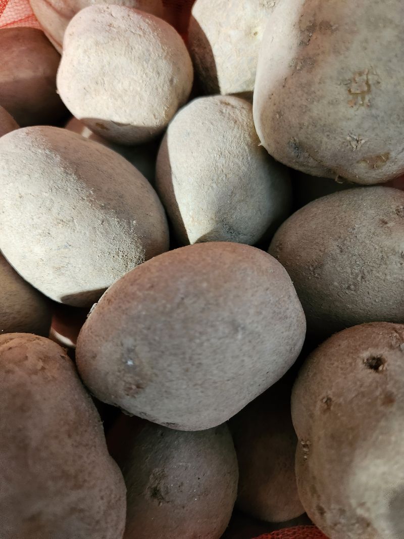 동원농장(영주달)님의 장터 판매 상품 [감자씨20kg(품절)] 첨부 사진