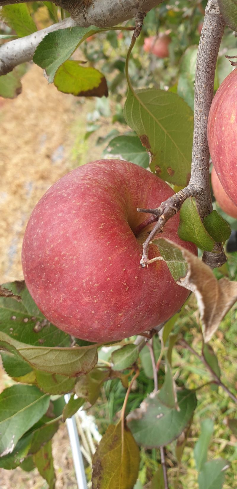 백두농원님의 장터 판매 상품 [봉화사과 10키로 미얀마부사 팝니다 ] 첨부 사진
