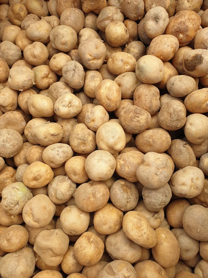 한농농약종묘사님의 장터 판매 상품 [씨감자 정품 판매(수미,두백)5KG. 10KG. 20KG ] 첨부 사진