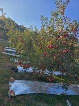 팜모닝 · 게시글 이미지