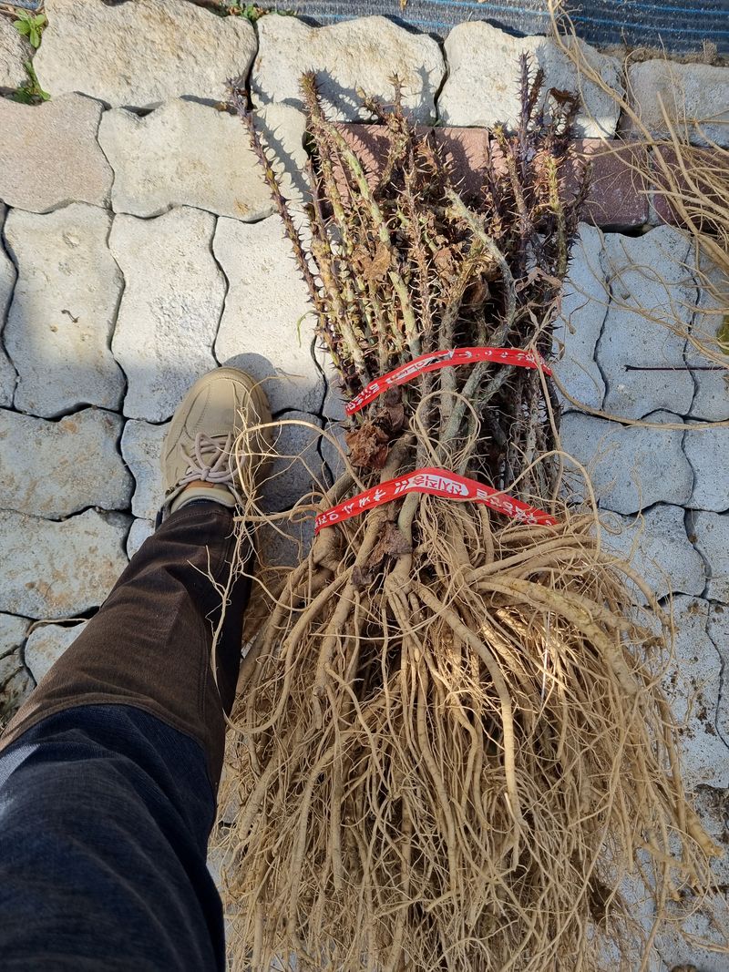 행복한나무농장님의 장터 판매 상품 [(품절 마감) 건강한 가시엄나무 2년생 예약 받습니다.] 첨부 사진