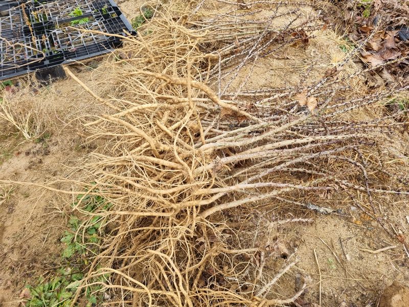 장터 상품 [(품절 마감) 건강한 가시엄나무 2년생 예약 받습니다.] 썸네일