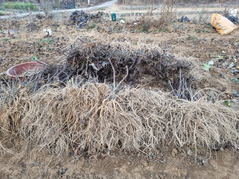 행복한나무농장님의 장터 판매 상품 [(품절 마감) 건강한 가시엄나무 2년생 예약 받습니다.] 첨부 사진