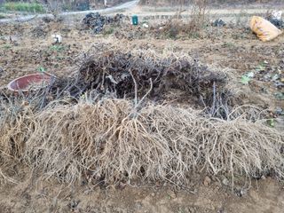 행복한나무농장님의 작성글 사진