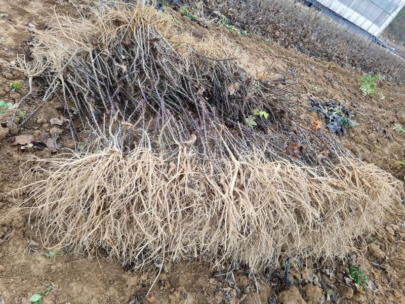 행복한나무농장님의 장터 판매 상품 [(품절 마감) 건강한 가시엄나무 2년생 예약 받습니다.] 첨부 사진