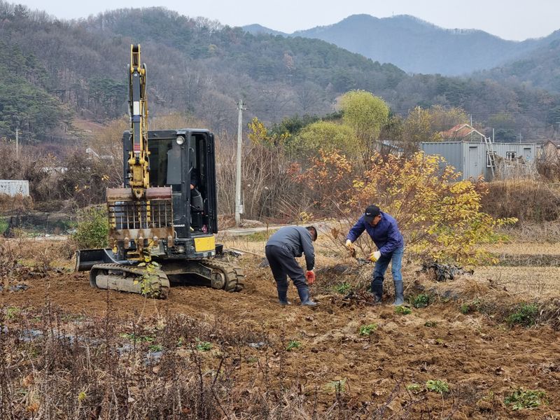 행복한나무농장님의 장터 판매 상품 [(품절 마감) 건강한 가시엄나무 2년생 예약 받습니다.] 첨부 사진