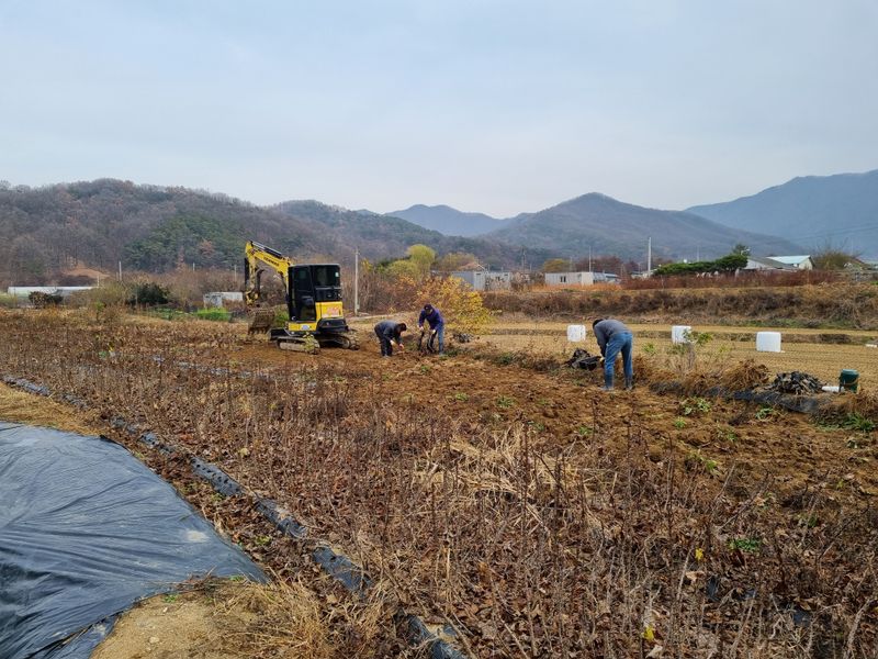 행복한나무농장님의 장터 판매 상품 [(품절 마감) 건강한 가시엄나무 2년생 예약 받습니다.] 첨부 사진