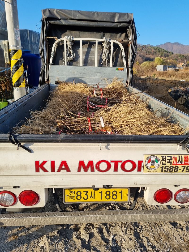 행복한나무농장님의 장터 판매 상품 [(품절 마감) 건강한 가시엄나무 2년생 예약 받습니다.] 첨부 사진