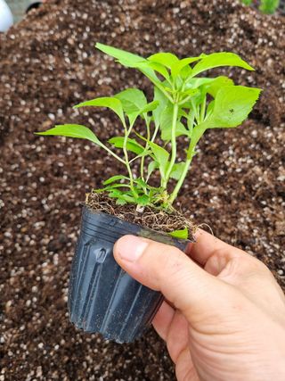 ν볡νλ무λμ₯λμ μμ±κΈ μ¬μ§