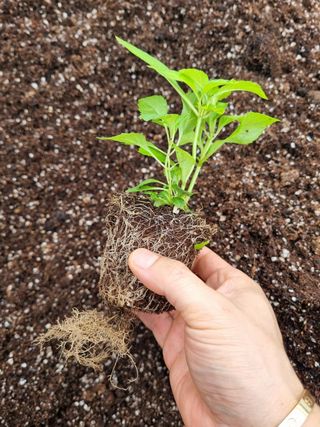 ν볡νλ무λμ₯λμ μμ±κΈ μ¬μ§