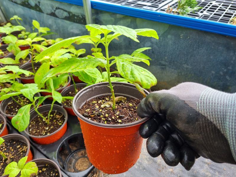 행복한나무농장님의 장터 판매 상품 [(분양마감)토종차수국 2년생 묘목 분양합니다.] 첨부 사진