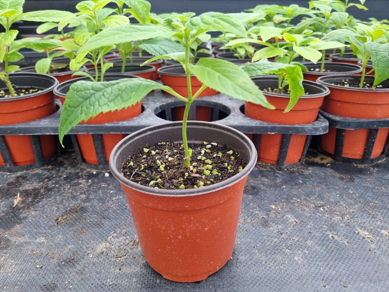 장터 상품 [(분양마감)토종차수국 2년생 묘목 분양합니다.] 썸네일