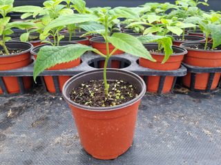 ν볡νλ무λμ₯λμ μμ±κΈ μ¬μ§