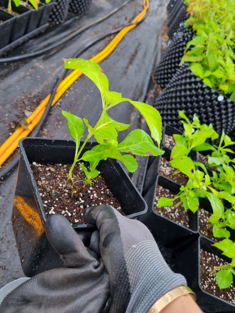 행복한나무농장님의 장터 판매 상품 [(분양마감)토종차수국 2년생 묘목 분양합니다.] 첨부 사진