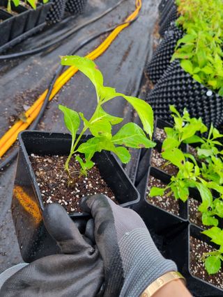 ν볡νλ무λμ₯λμ μμ±κΈ μ¬μ§