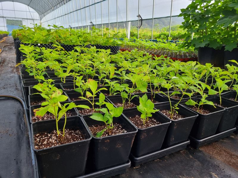 행복한나무농장님의 장터 판매 상품 [(분양마감)토종차수국 2년생 묘목 분양합니다.] 첨부 사진