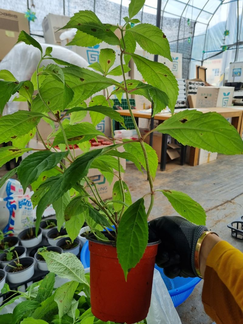 행복한나무농장님의 장터 판매 상품 [(예약중)토종차수국 2년생 봄출하 주문받습니다.] 첨부 사진