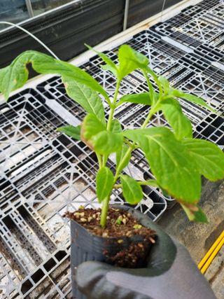 행복한나무농장님의 작성글 사진