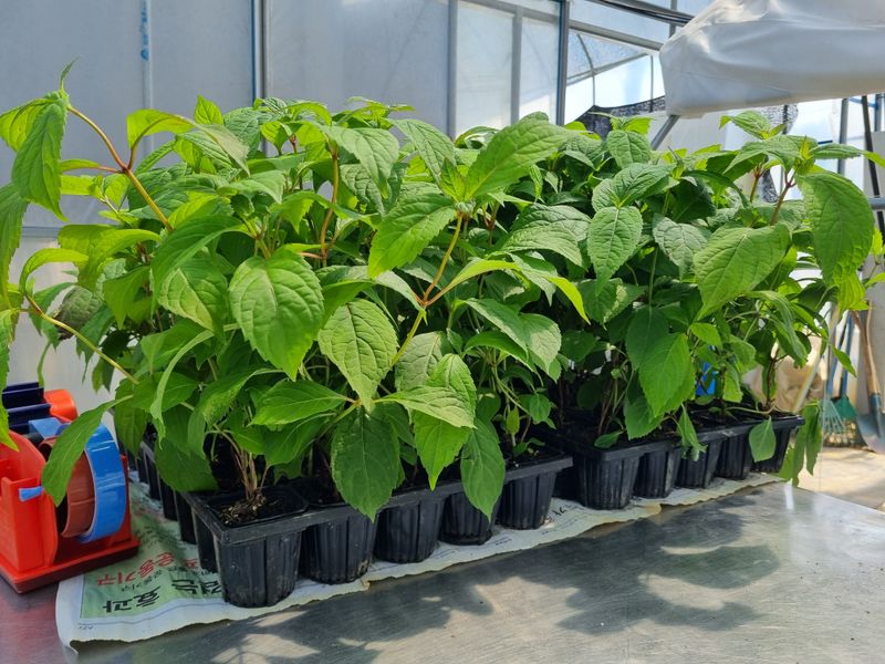 행복한나무농장님의 장터 판매 상품 [(예약중)토종차수국 2년생 봄출하 주문받습니다.] 첨부 사진