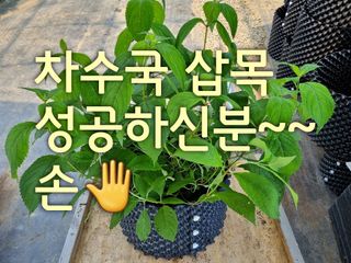 행복한나무농장님의 작성글 사진