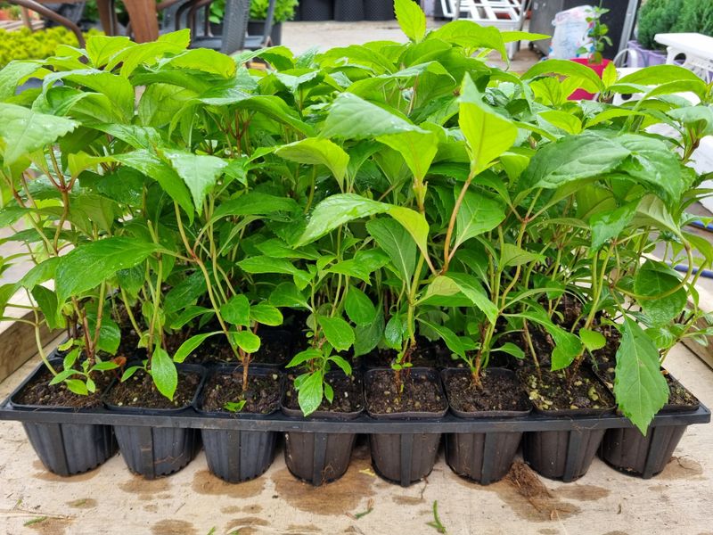 행복한나무농장님의 장터 판매 상품 [(예약중)토종차수국 2년생 봄출하 주문받습니다.] 첨부 사진