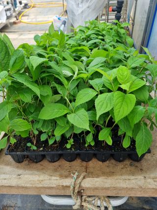 행복한나무농장님의 작성글 사진