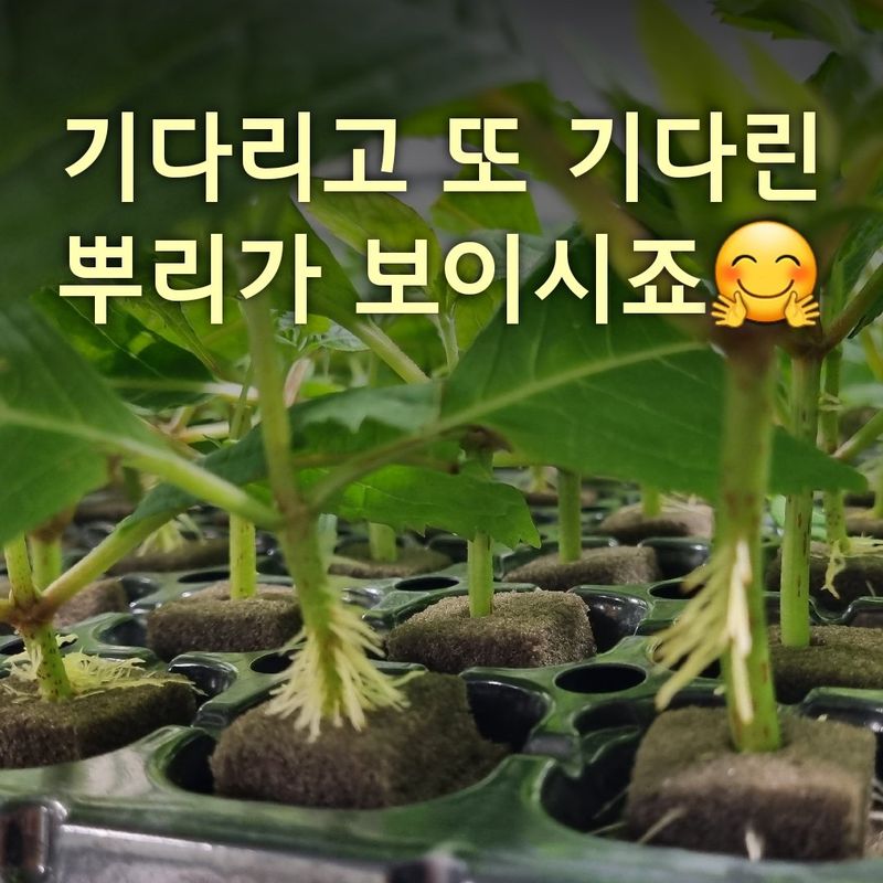 행복한나무농장님의 장터 판매 상품 [(예약중)토종차수국 2년생 봄출하 주문받습니다.] 첨부 사진