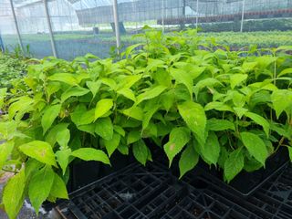 행복한나무농장님의 작성글 사진