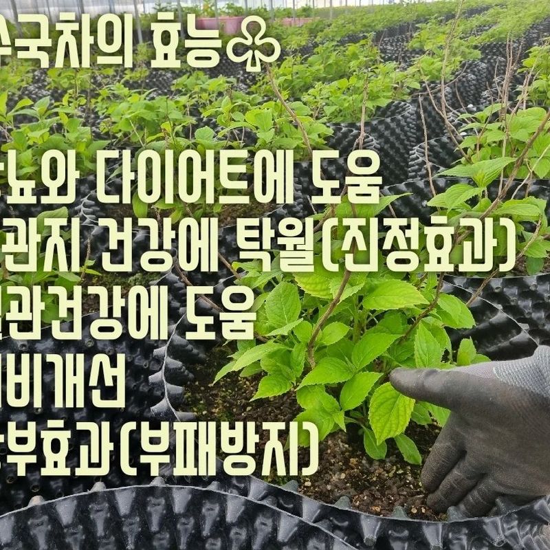 행복한나무농장님의 장터 판매 상품 [(예약중)토종차수국 2년생 봄출하 주문받습니다.] 첨부 사진