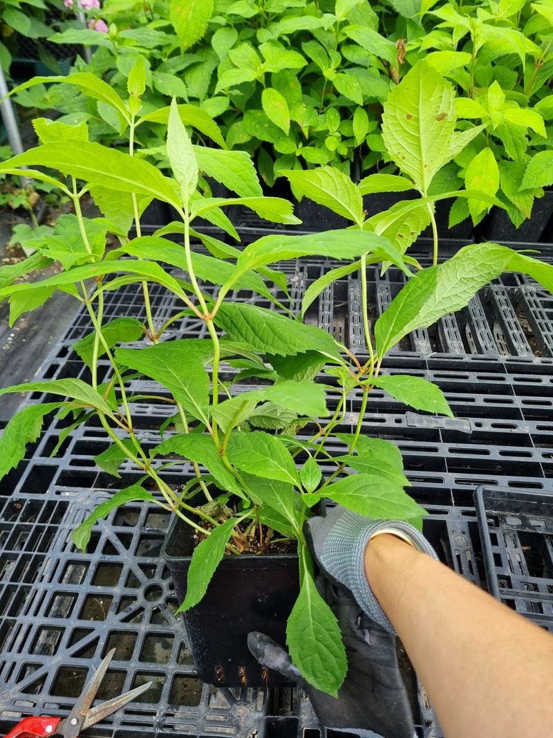 행복한나무농장님의 장터 판매 상품 [(예약중)토종차수국 2년생 봄출하 주문받습니다.] 첨부 사진