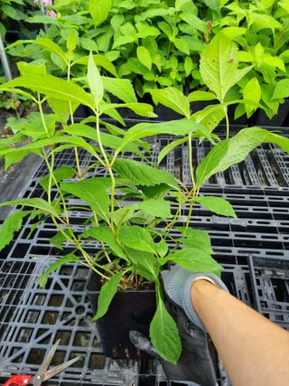 행복한나무농장님의 작성글 사진