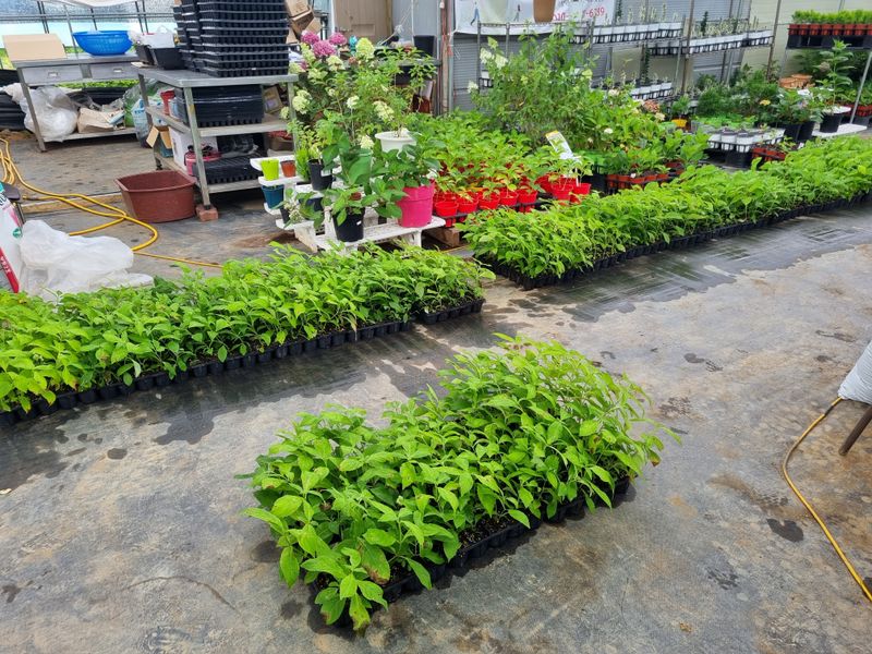 행복한나무농장님의 장터 판매 상품 [(예약중)토종차수국 2년생 봄출하 주문받습니다.] 첨부 사진