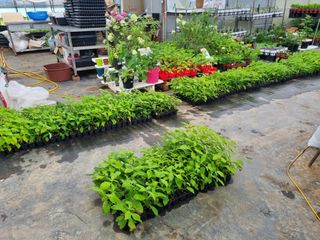 행복한나무농장님의 작성글 사진